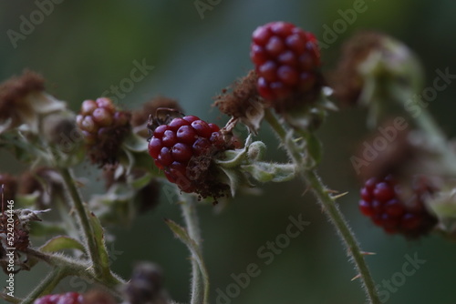 red berries of a blackberry