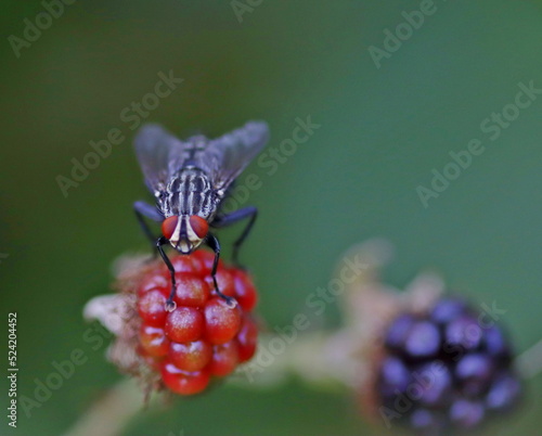 fly on a blackberry