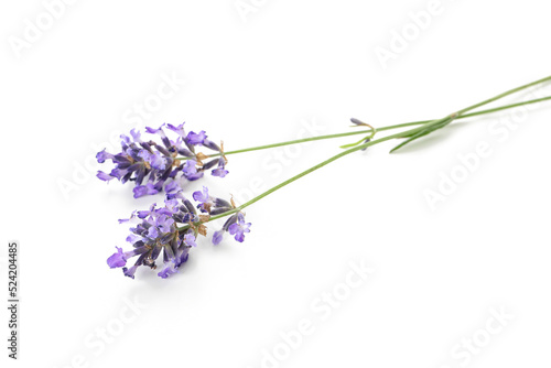 Beautiful lavender flowers isolated on white background