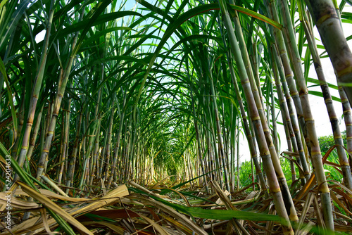 Sugarcane field with full grown crop, sugar cane agricultural economy. sugarcane is a grass of poaceae family. it taste sweet and good for health. Well known as tebu in malaysia