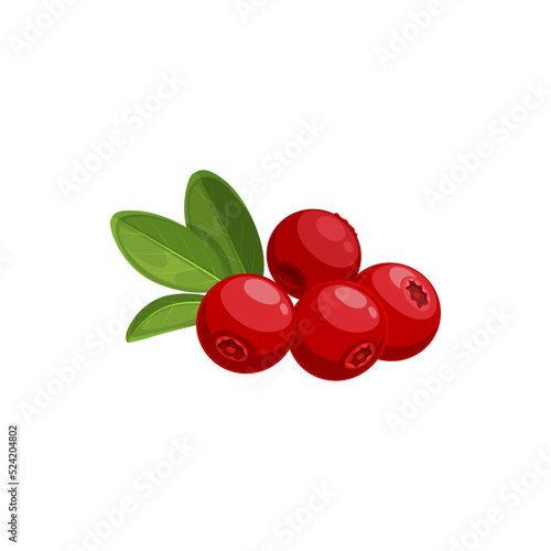 Cranberry isolated vector icon, wild berries with green leaves on white background. Healthy food, organic natural production, cartoon design element