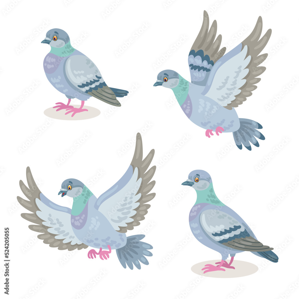 Set of four gray doves in different poses, flying and sitting. In cartoon style. Isolated on white background. Vector illustration. Set of four gray doves in different poses, flying and sitting. In cartoon style. Isolated on white background. Vector illustration.