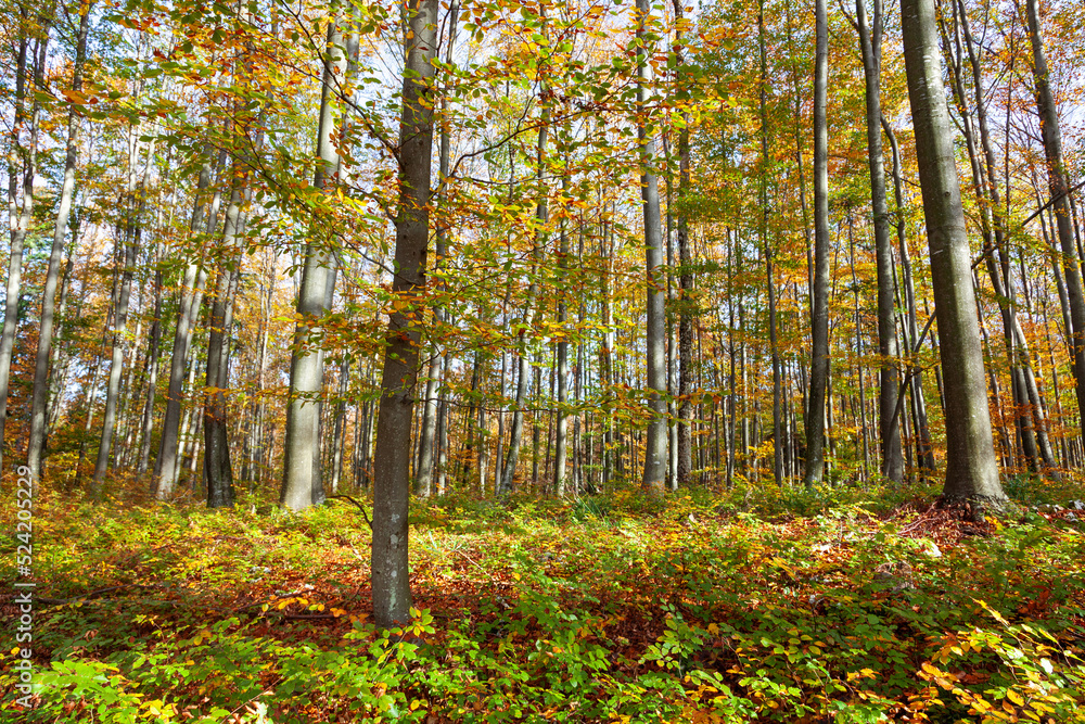 Sunny day in magic colourful fall season woods. Sunny day in magic colourful fall season woods.