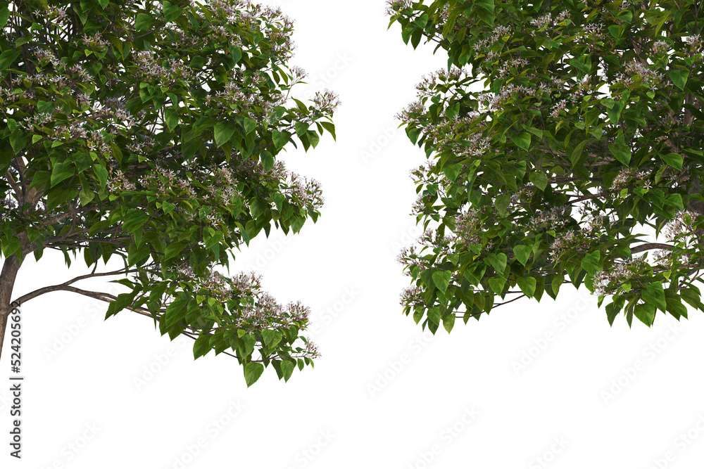 Foreground twigs on a transparent background
Foreground twigs on a transparent background