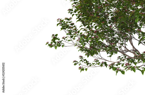 Foreground twigs on a transparent background 