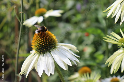 bee on flower