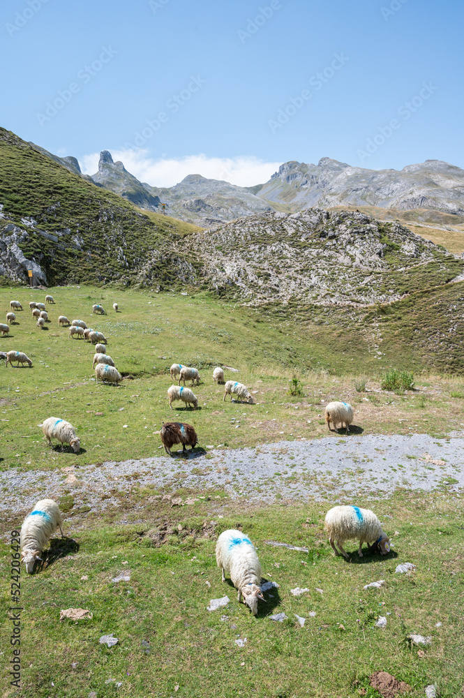 Troupeau de brebis dans les montagnes en France