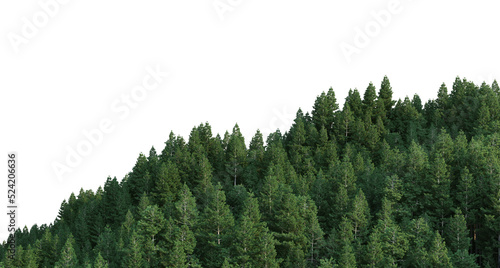 Coniferous forest on a transparent background
 photo