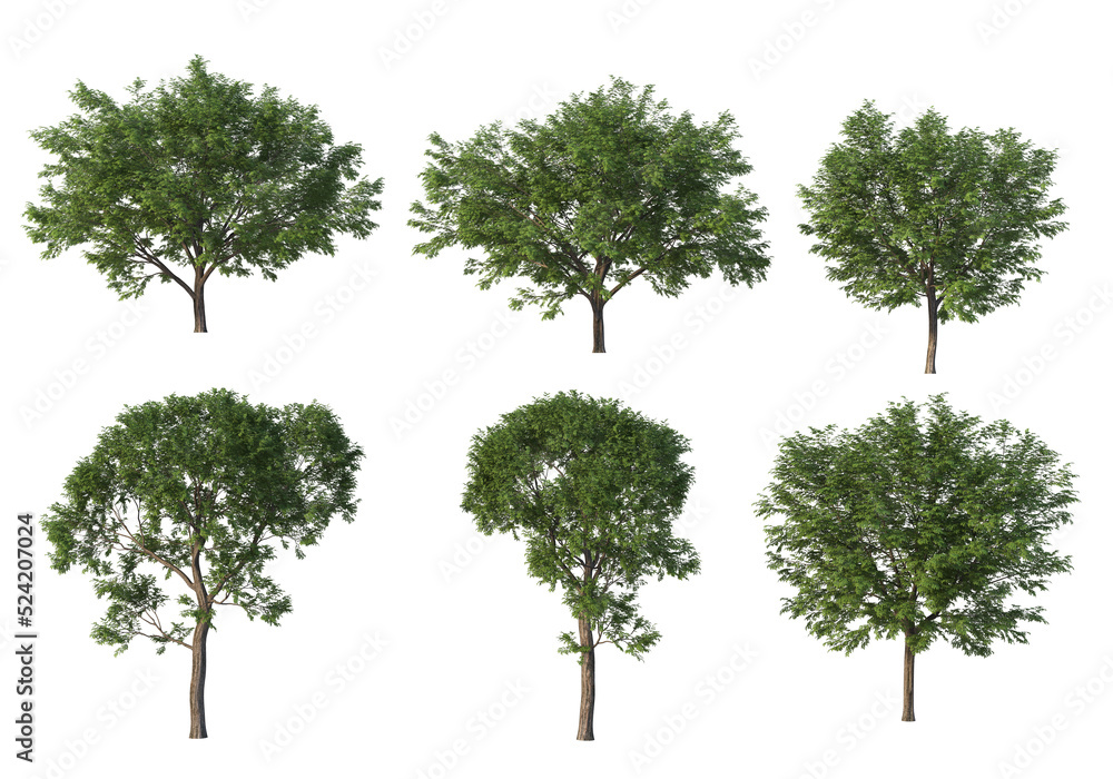 Tree on a transparent background
Tree on a transparent background