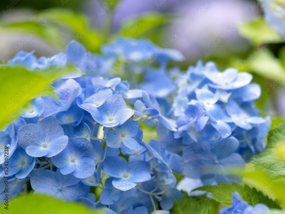 Japanese hydrangea flower