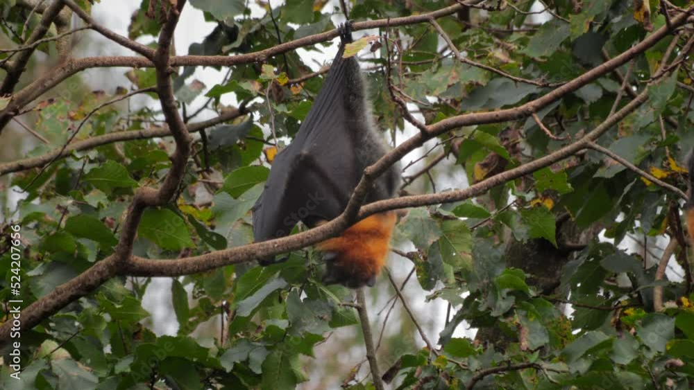 Fruit Bat Flying Fox Hanging Upside Down from Tree Branch Cleaning ...