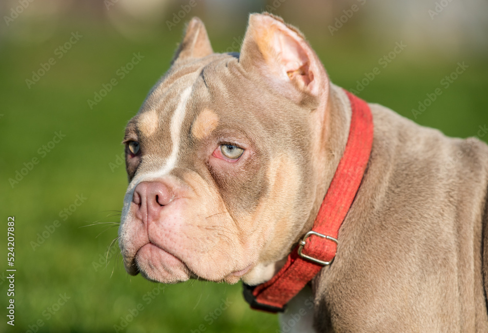 A pocket male American Bully puppy dog close up
