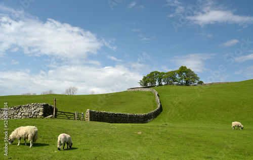 Path through fields near Hawes in Wensleydale, Yorkshire Dales photo