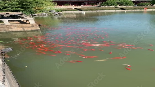 Carpes koï du lac de Panmen à Suzhou, Chine photo