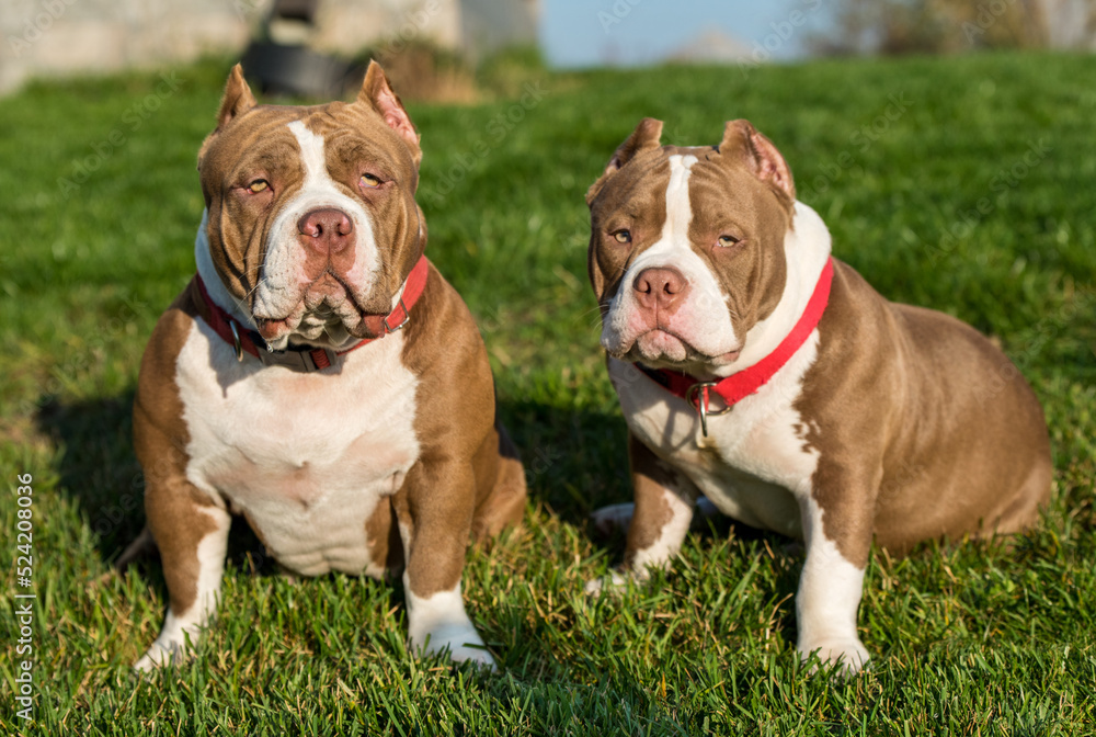Two Chocolate color American Bully dogs are on nature