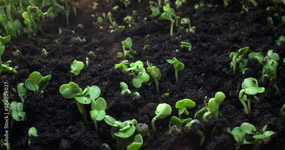 Plant growth or sprouts sprouting radish with sun glare. Plant life timelapse in motion. High quality 4k footage Plant growth or sprouts sprouting radish with sun glare. Plant life timelapse in motion. High quality 4k footage