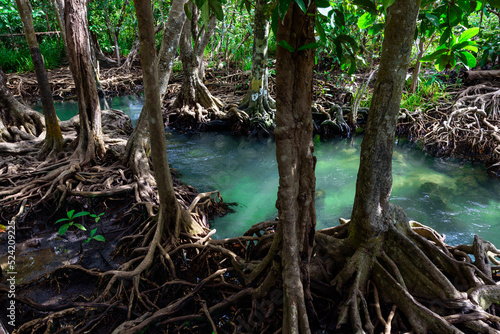 Mangrove estuary of Krabi, Southern of Thailand © Yaya Ernst