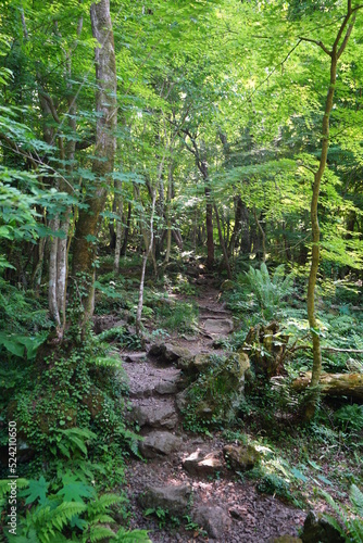 mossy rocks and trees in  old forest