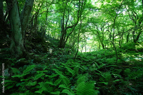 fern in lively spring forest