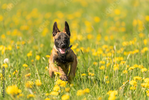 Cute Malinois puppy dog on a green meadow with dandelions in the season spring. Doggy is 12 weeks old. © Karoline Thalhofer