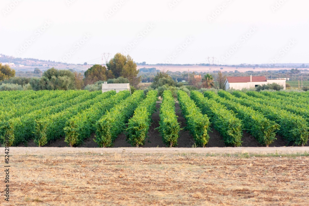Italian Grape plantation in the Countryside near Taranto called Monteiasi in summer
