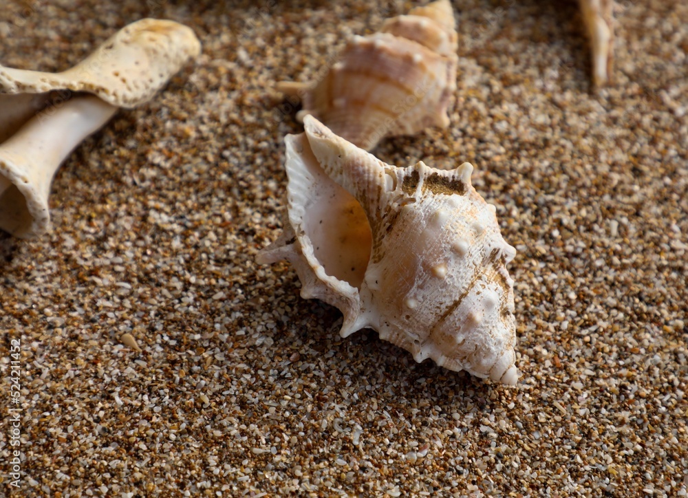 Seashell on the beach. Seashell background. Seashell texture. Natural background. Abstract background. Seashell on the beach. Seashell background. Seashell texture. Natural background. Abstract background.