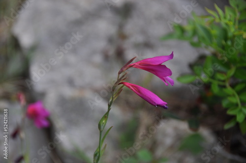 Field gladiolus