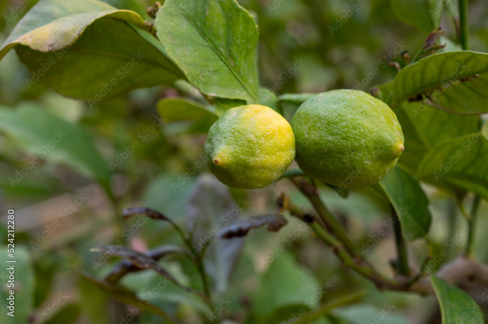 Unripe green lemons citrus fruits hanging on tree