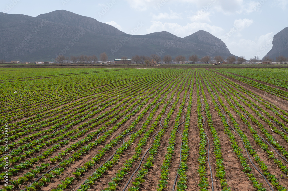 Farm fields with rows of green lettuce salad. Panoramic view on agricultural valley Zafarraya with fertile soils for growing of vegetables, green lettuce salad, cabbage, artichokes, Andalusia, Spain