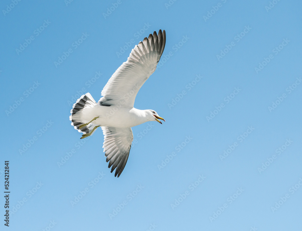 Obraz premium Flying seagull over blue sky.