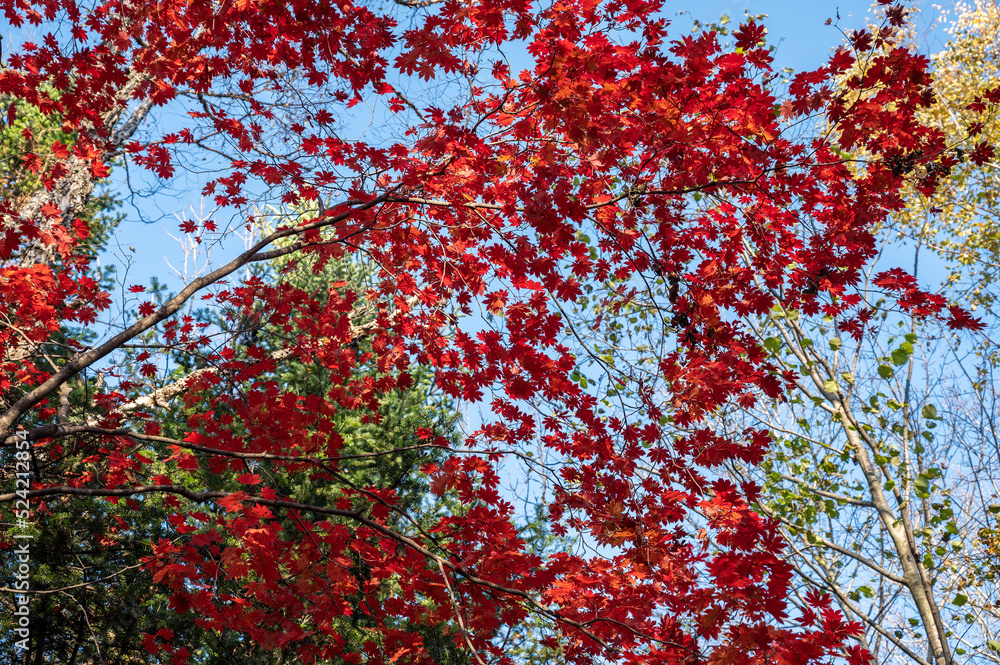 Autumn in forest - red maple leaves in sunlight. Autumn in forest - red maple leaves in sunlight.