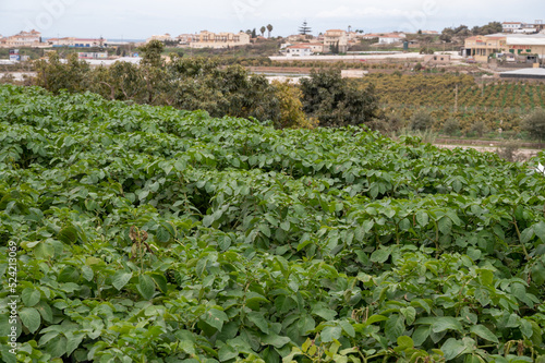 Outdoor plantation of potatoes plants ready to harvest, eco-friendly farming in Andalusia, Spain