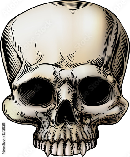 Human skull illustration