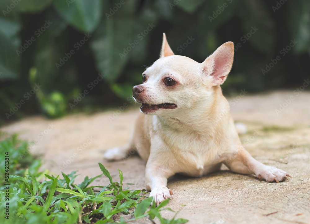 cute brown short hair chihuahua dog lying down on cement floor in the garden, looking curiously.