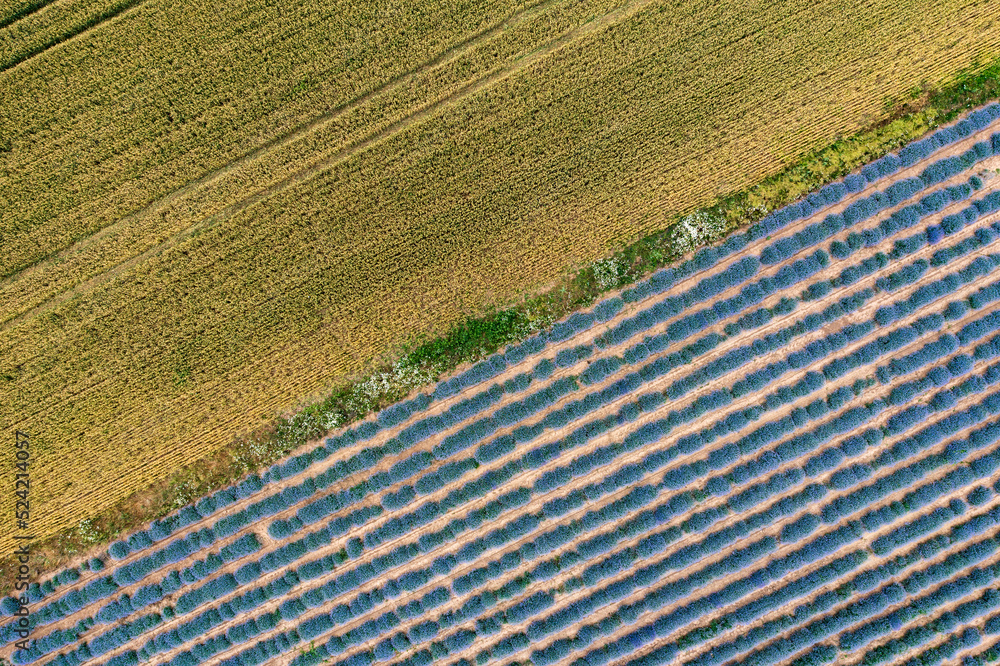 Obraz premium Aerial view of lavender and wheat field. Top view