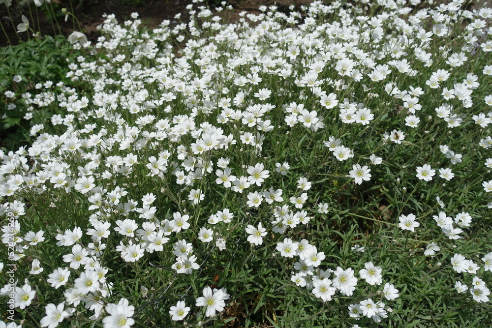 Plenitude of white flowers of Cerastium tomentosum in June