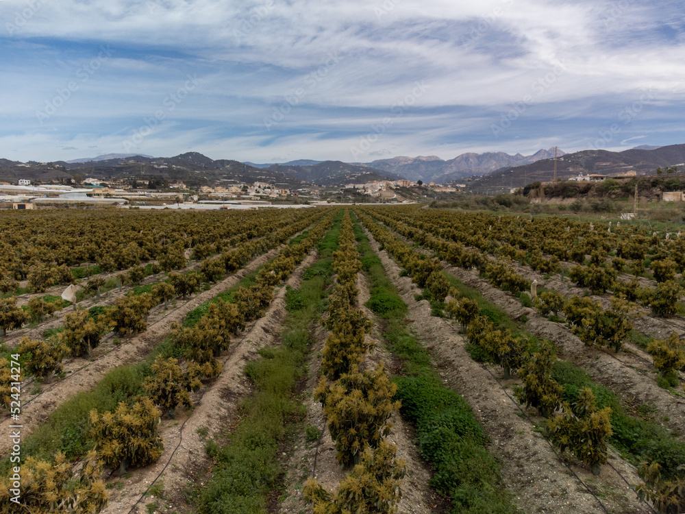 Aerial view on rows of evergreen avocado trees on plantations in Costa Tropical, Andalusia, Spain