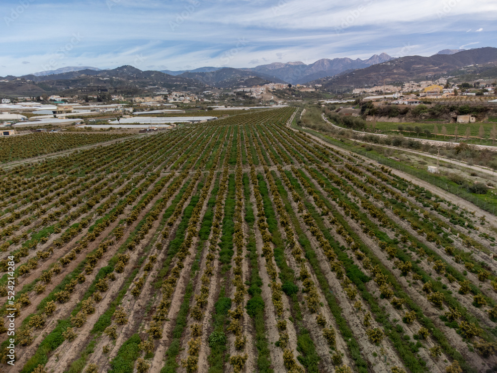 Aerial view on rows of evergreen avocado trees on plantations in Costa Tropical, Andalusia, Spain