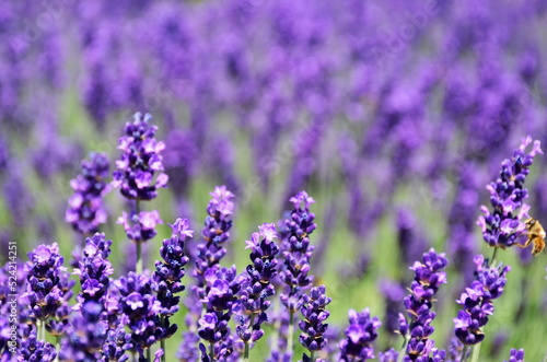 bright purple lavender flower closeup in street garden. soft blurred background. English lavender. scientific name Lavandula Angustifolia. herbs and fragrances concept. colorful spring garden