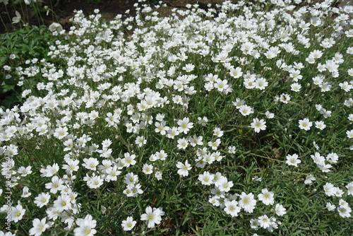 Plenitude of white flowers of Cerastium tomentosum in June photo