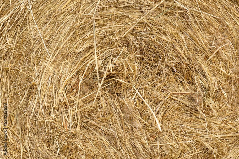 Straw, dry straw, hay straw yellow background, hay straw texture Straw, dry straw, hay straw yellow background, hay straw texture