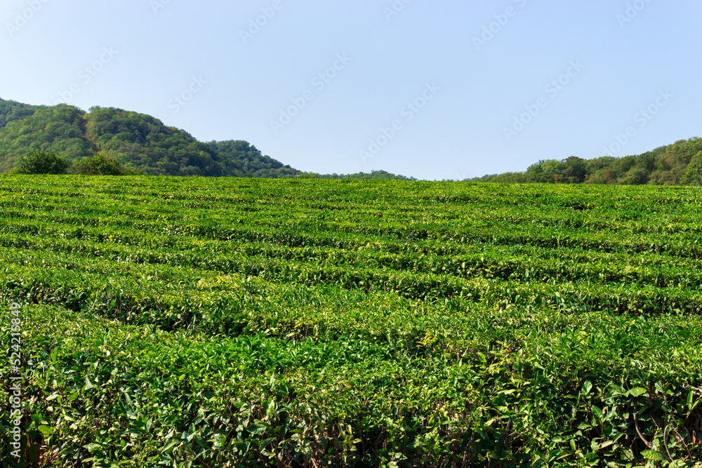 Tea leaves, tea is tradition drink in asia, fresh background, selective focus. Copy space