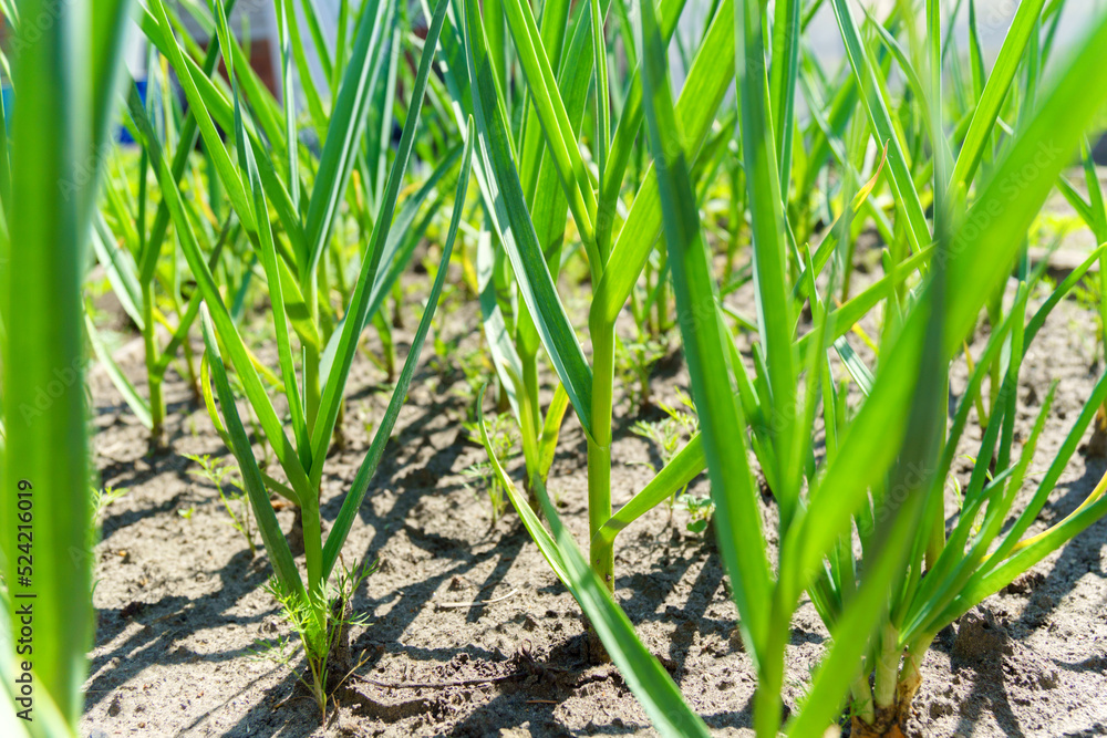 Obraz premium Green garlic in the garden in the countryside in summer in dry sunny weather