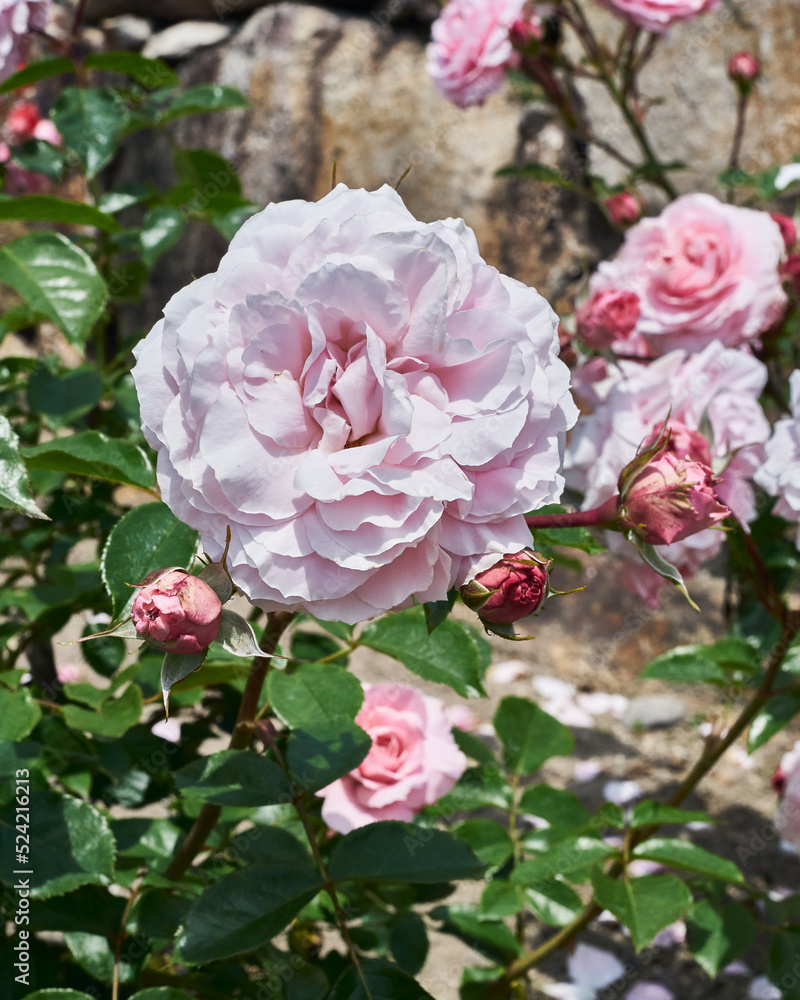 pink roses in the garden pink roses in the garden