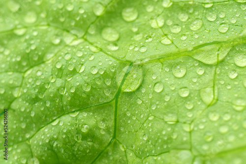 Fresh lettuce leaves, with water drops close-up macro, vegetable background, texture.