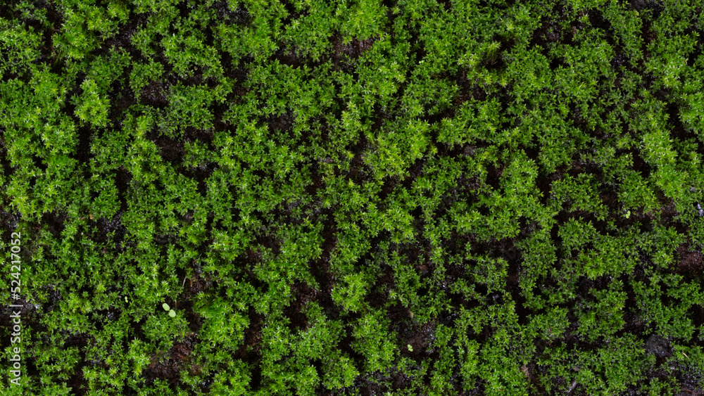 Top view sphagnum moss or peat moss on natural light. - obrazy, fototapety, plakaty 