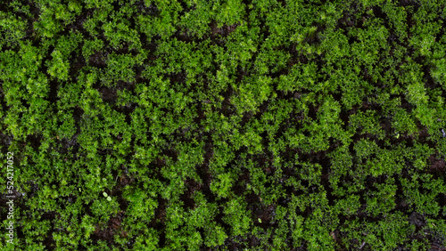 Top view sphagnum moss or peat moss on natural light. photo