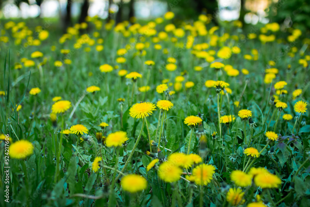 Field of yellow dandelions, dandelions in the grass, selective focus Field of yellow dandelions, dandelions in the grass, selective focus