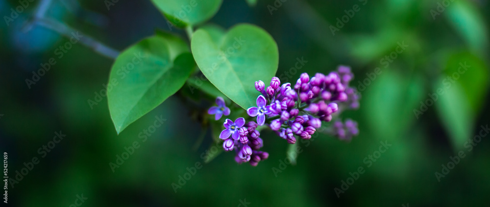Natural background with blooming lilac flowers, selective focus