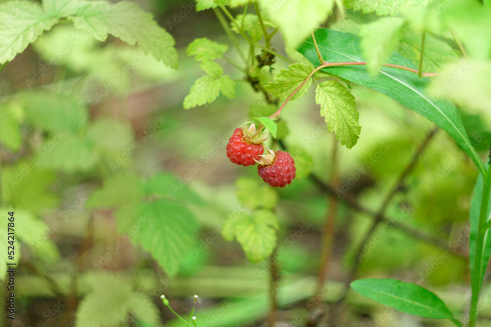 Organic raspberry. New harvest in summer on a raspberry bush. Delicious juicy red raspberries Organic raspberry. New harvest in summer on a raspberry bush. Delicious juicy red raspberries
